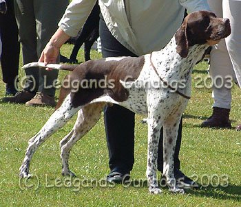 2nd Post Graduate Dog